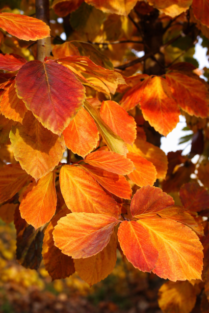Парротія Ванесса вогняне забарвлення листя